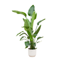 Strelitzia Nicolai including elho Vibes Fold Round white - 170 cm - Ø30