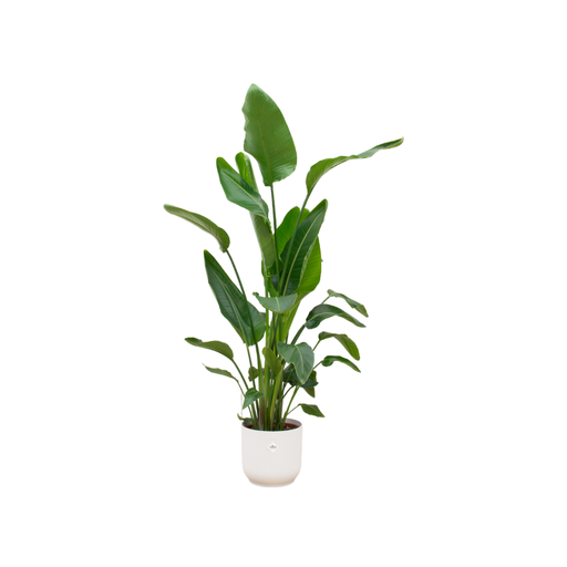 "Strelitzia Nicolai including elho Vibes Fold Round white - 160cm - Ø30 image"