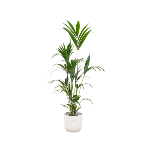 "Kentia palm including elho Vibes Fold Round white - 160cm - Ø30 image"