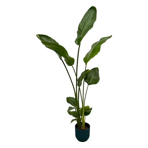 "Strelitzia Nicolai including elho Vibes Fold Round blue - 100 cm - Ø18 image"