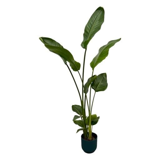 "Strelitzia Nicolai inklusive elho Vibes Fold Round blau - 100 cm - Ø18 image"