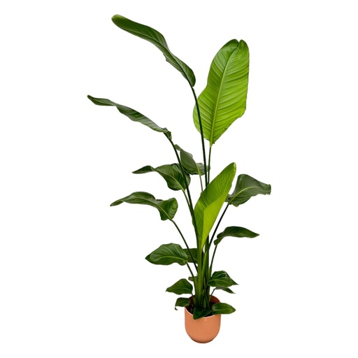"Strelitzia Nicolai including elho Vibes Fold Round pink - 130 cm - Ø18 image"