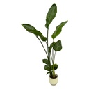 Strelitzia Nicolai including elho Vibes Fold Round white - 100 cm - Ø18