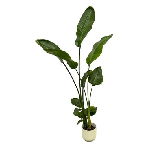 "Strelitzia Nicolai inklusive elho Vibes Fold Round weiß - 100 cm - Ø18 image"