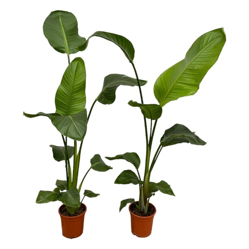"2x Strelitzia Nicolai - 100 cm - Ø17 image"