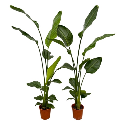 "2x Strelitzia Nicolai - 130 cm - Ø17 image"