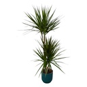Dracaena Marginata - ↨120cm - Ø21cm inklusive elho Vibes Fold Round Blau D22xH20