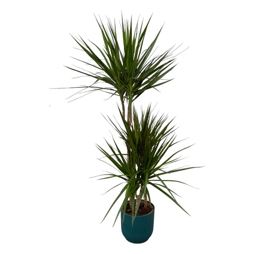 "Dracaena Marginata - ↨120cm - Ø21cm inklusive elho Vibes Fold Round Blau D22xH20 image"