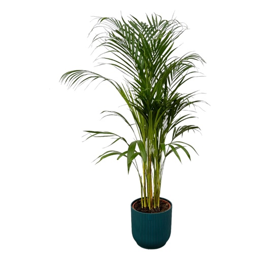 "Areca palm - ↨110cm - Ø21cm including elho Vibes Fold Round blue D22xH20 image"