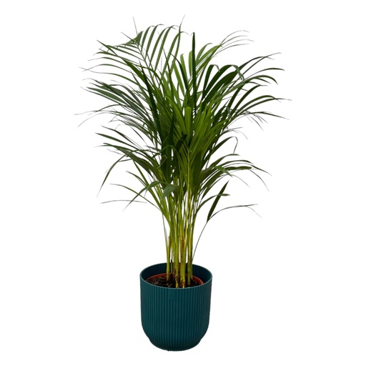 "Areca palm - ↨85cm - Ø19cm including elho Vibes Fold Round blue D22xH20 image"