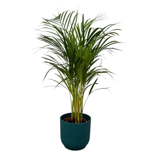 "Areca-Palme - ↨85cm - Ø19cm inklusive elho Vibes Fold Round Blau D22xH20 image"