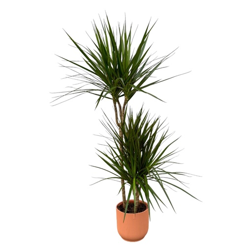 "Dracaena Marginata - ↨120cm - Ø21cm including elho Vibes Fold Round pink D22xH20 image"