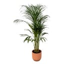 Areca palm - ↨110cm - Ø21cm including elho Vibes Fold Round pink D22xH20