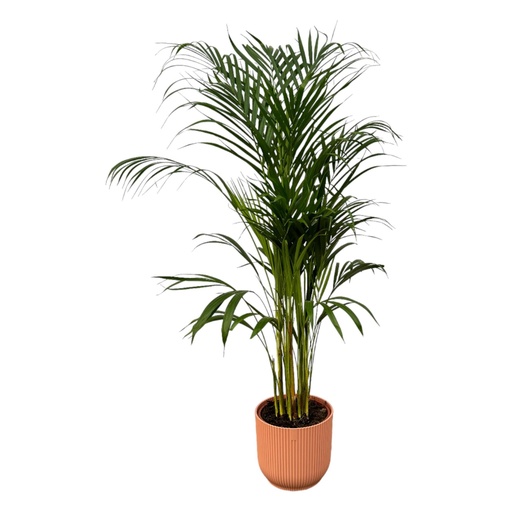 "Goldfruchtpalme (Areca) – pflegeleichte Zimmerpflanze, Topf-Ø 21 cm, Höhe ca. 110 cm image"