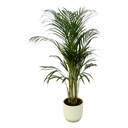 Areca palm - ↨110cm - Ø21cm including elho Vibes Fold Round white D22xH20