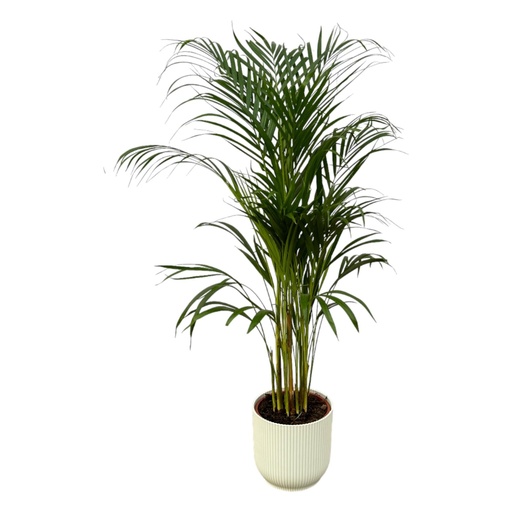 "Areca palm - ↨110cm - Ø21cm including elho Vibes Fold Round white D22xH20 image"