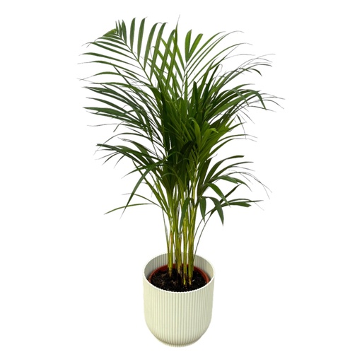 "Areca palm - ↨85cm - Ø19cm including elho Vibes Fold Round white D22xH20 image"