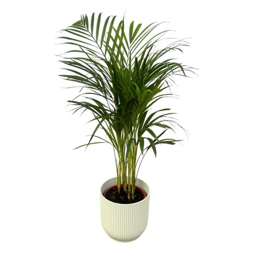 "Goldfruchtpalme (Areca) – pflegeleichte Zimmerpflanze, Topf-Ø 19 cm, Höhe ca. 85 cm image"