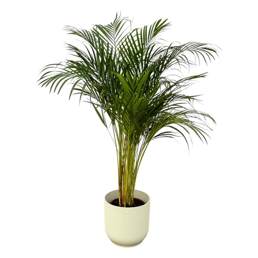 "Areca palm - ↨130cm - Ø24cm including elho Vibes Fold Round white D30xH27 image"