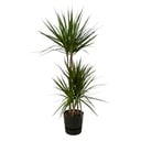 Dracaena Marginata - ↨120cm - Ø21cm including elho Greenville Round black D24xH23