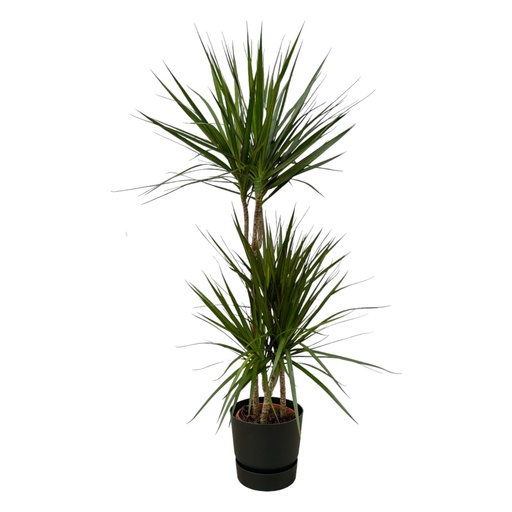 "Dracaena Marginata - ↨120cm - Ø21cm including elho Greenville Round black D24xH23 image"