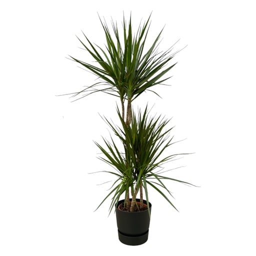 "Drachenbaum (Dracaena marginata) – pflegeleichte Zimmerpflanze, Topf-Ø 21 cm, Höhe ca. 120 cm image"