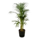 Areca palm - ↨110cm - Ø21cm including elho Greenville Round black D24xH23