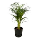 Areca palm - ↨85cm - Ø19cm inklusive elho Greenville Round schwarz D24xH23