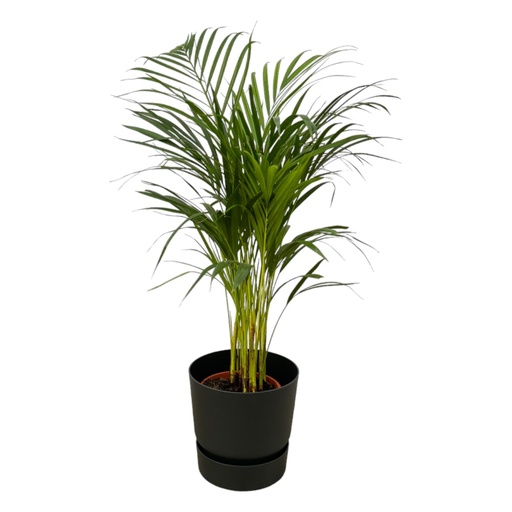 "Goldfruchtpalme (Areca) – pflegeleichte Zimmerpflanze, Topf-Ø 19 cm, Höhe ca. 85 cm image"
