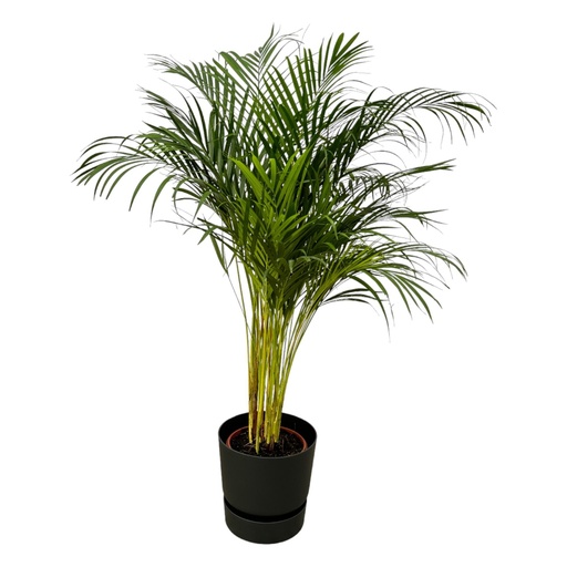 "Areca palm - ↨130cm - Ø24cm including elho Greenville Round black D30xH28 image"