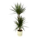 Dracaena Marginata - ↨120cm - Ø21cm including elho Greenville Round white D24xH23