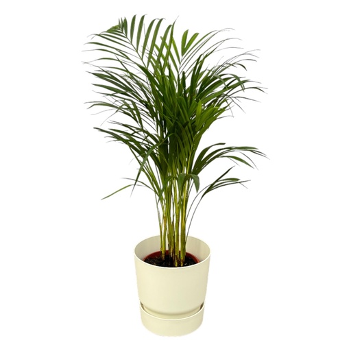 "Areca palm - ↨70cm - Ø19cm including elho Greenville Round white D24xH23 image"