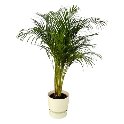 "Goldfruchtpalme (Arecapalme) – pflegeleichte Zimmerpflanze, Topf-Ø 24 cm, Höhe ca. 130 cm image"
