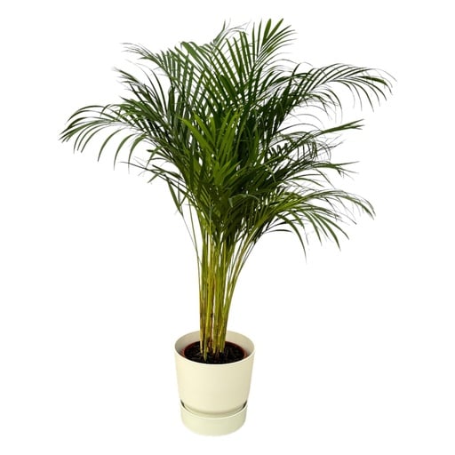 "Goldfruchtpalme (Arecapalme) – pflegeleichte Zimmerpflanze, Topf-Ø 24 cm, Höhe ca. 130 cm image"