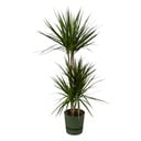 Dracaena Marginata - ↨120cm - Ø21cm including elho Greenville Round green D24xH23