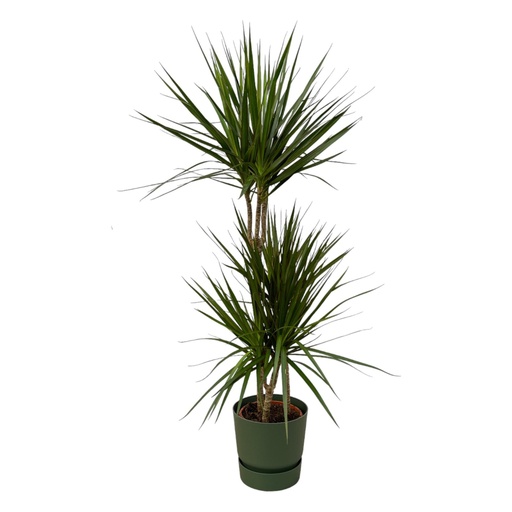 "Dracaena Marginata - ↨120cm - Ø21cm including elho Greenville Round green D24xH23 image"