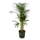 Areca palm - ↨110cm - Ø21cm including elho Greenville Round green D24xH23