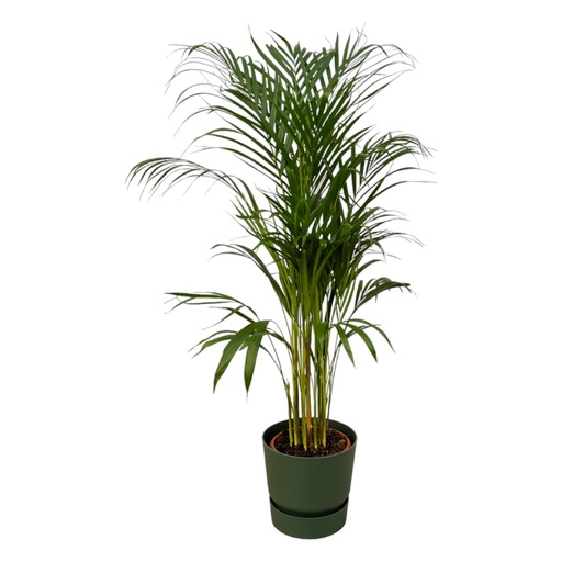 "Areca palm - ↨110cm - Ø21cm including elho Greenville Round green D24xH23 image"