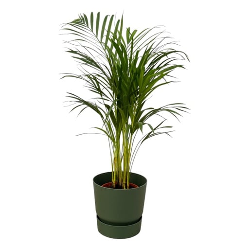 "Areca palm - ↨85cm - Ø19cm including elho Greenville Round green D24xH23 image"