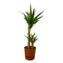 Yucca - ↨100cm - Ø21cm inkl. elho Greenville Round braun D24xH23