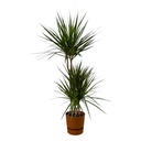 Dracaena Marginata - ↨120cm - Ø21cm inklusive elho Greenville Round braun D24xH23
