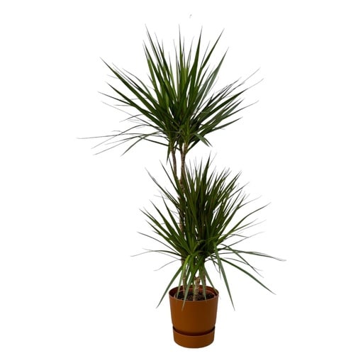 "Drachenbaum (Dracaena marginata) – pflegeleichte Zimmerpflanze, Topf-Ø 21 cm, Höhe ca. 120 cm image"