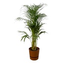 Areca palm - ↨110cm - Ø21cm including elho Greenville Round brown D24xH23