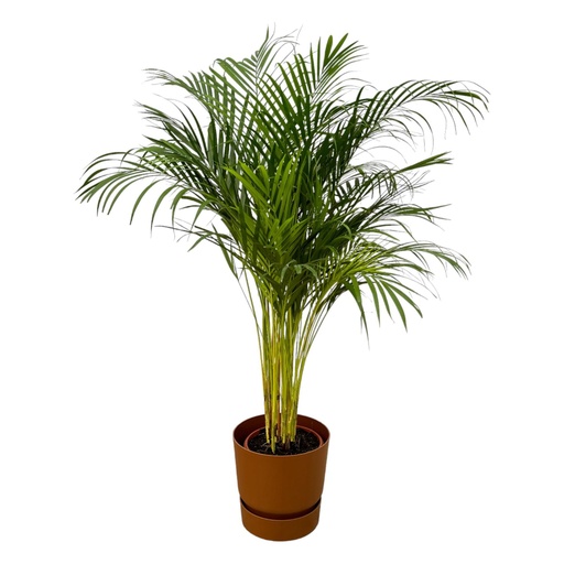 "Goldfruchtpalme (Arecapalme) – pflegeleichte Zimmerpflanze, Topf-Ø 24 cm, Höhe ca. 130 cm image"