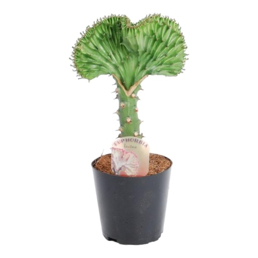 "Euphorbia lactea Cristata green - 30 cm - ø10,5 image"