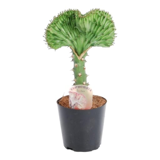 "Korallen-Wolfsmilch (Euphorbia lactea) – pflegeleichte Zimmerpflanze, Höhe ca. 30 cm image"