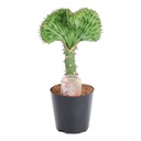 Euphorbia lactea Cristata green - 35 cm - ø12