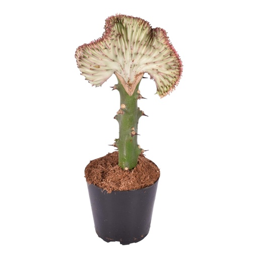 "Euphorbia lactea Cristata red - 35 cm - ø12 image"