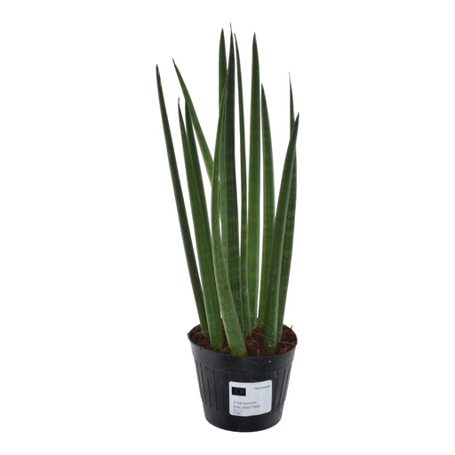 "Sansevieria cylindrica 'Bacularis' / Mikado - 38 cm - ø10,5 image"