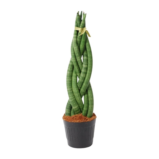 "Sansevieria cylindrica 'Twist' - 40 cm - ø10,5 image"